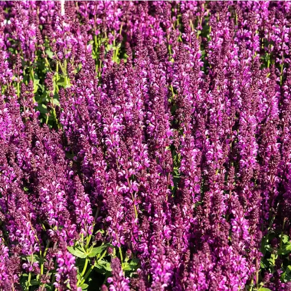 Szałwia omszona 'Royal Magenta' w ogrodzie